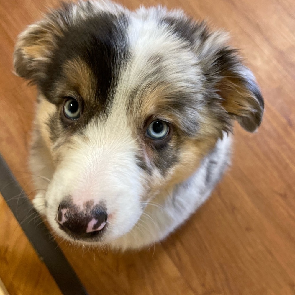 Meet your Posher, Sheila